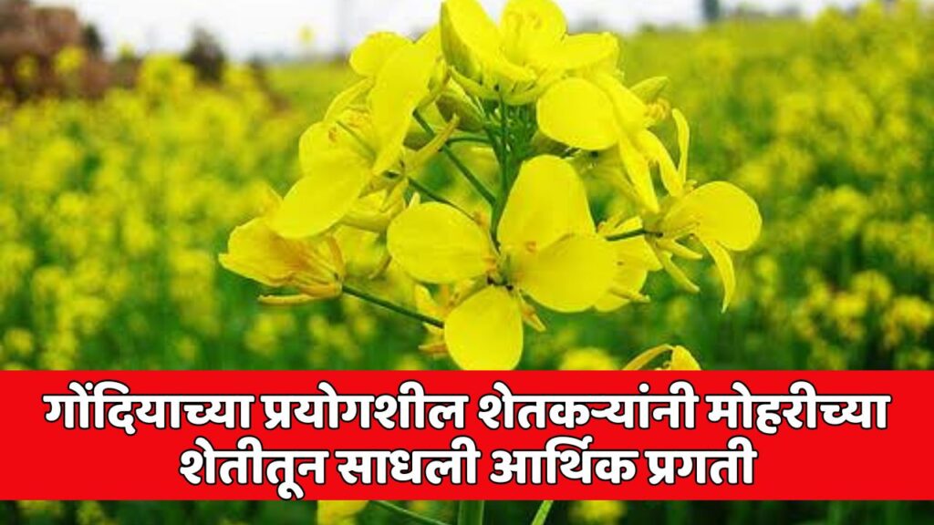 Gondia Successful Farmer