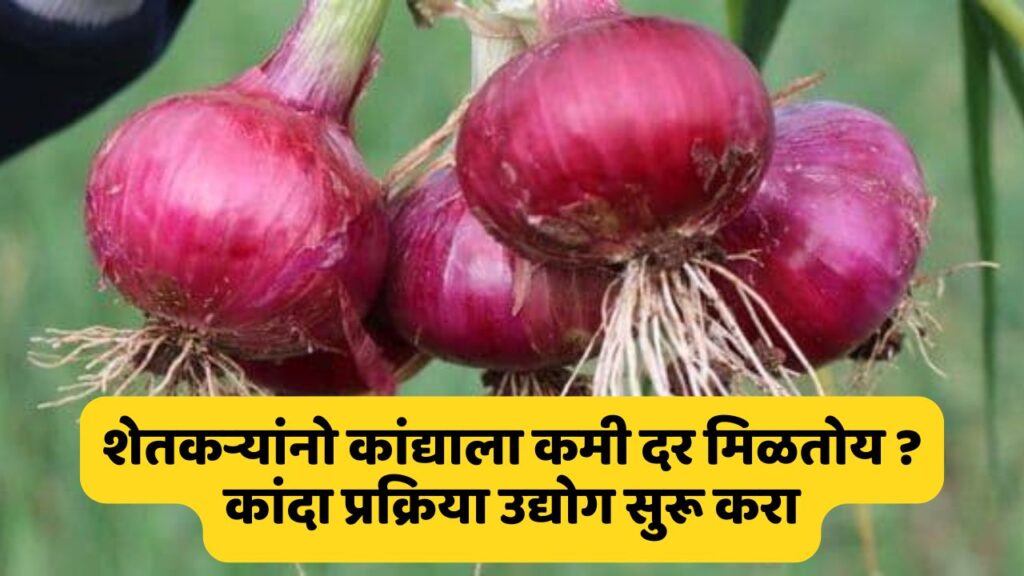 Onion Process Business