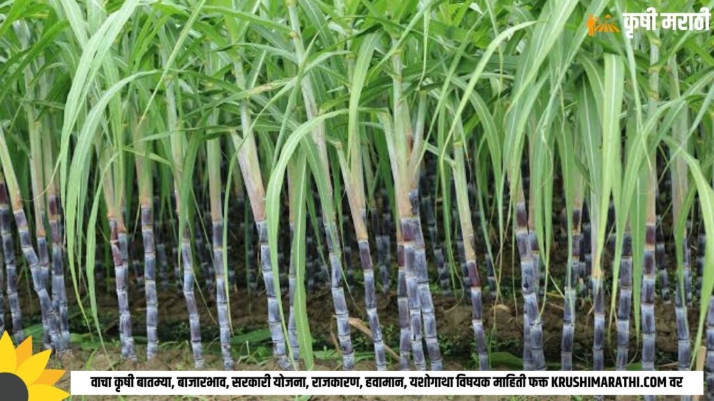 Sugarcane Farming